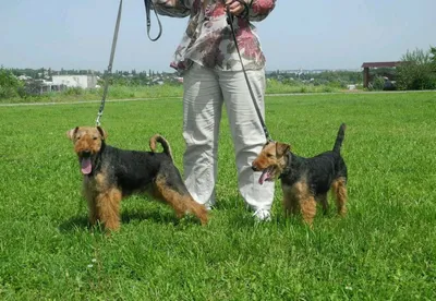 Вельштерьера щенки, Вельш-терьер, Собаки купить в Минске