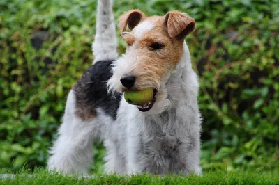 Мягкая игрушка Steiff Terri Welsh Terrier (Штайф Вельштерьер Терри 26 см)