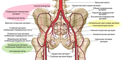 Наружная подвздошная артерия — Википедия