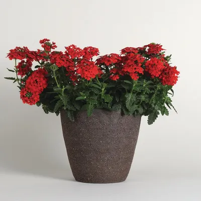 Вербена гибридная Compact Lava Red - Вербена - GardenPlants