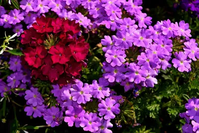 Цветы Вербена: посадка и уход, выращивание в домашних условиях - LifeFlower