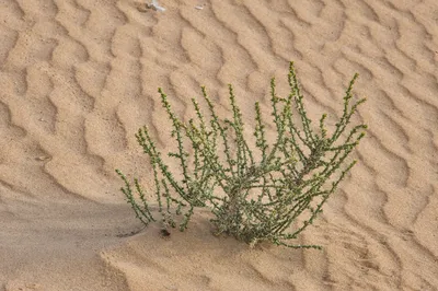 Верблюжья колючка в пустыне - 74 фото