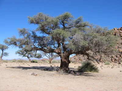 Верблюжья акация – дерево и древесина – Acacia erioloba