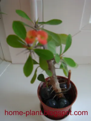 Комнатные растения для души и настроения: Euphorbia Milli: уход за молочаем  блестящим