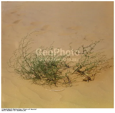 Фотография Растение верблюжья колючка (Alhagi) , песчаные пустыни в  Астраханской области | Фотобанк ГеоФото/GeoPhoto | GetImages Group