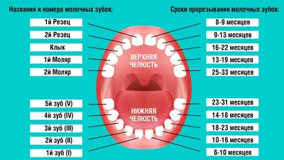 Схема прорезывания зубов у детей