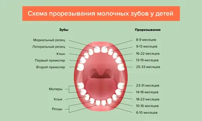 Прорезывание зубов у детей — порядок, сроки, симптомы, схема роста и  таблица с рождения