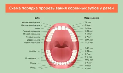 Прорезывание зубов у детей — порядок, сроки, симптомы, схема роста и  таблица с рождения