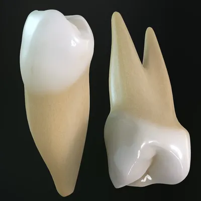 Особенности зубов: Резцы, клыки и моляры — Стоматология «Доктор НеболитЪ»