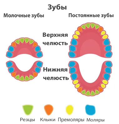 Нумерация (номера) зубов в стоматологии – схема у взрослых, как считать  зубы по номерам