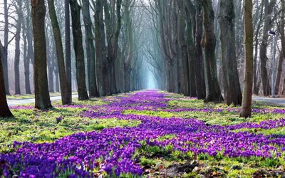 Картинка Весеннее пробуждение природы » Весна » Природа » Картинки 24 -  скачать картинки бесплатно