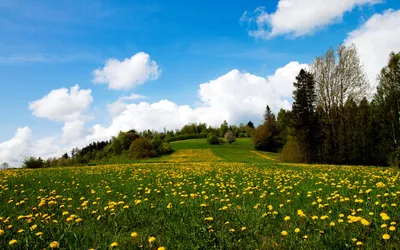 Картинка Весенний день природы » Весна » Природа » Картинки 24 - скачать  картинки бесплатно