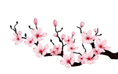 Ветка сакуры с цветком сакуры. сакура белый фон. вишневый цвет цветок  цветущий | Премиум векторы