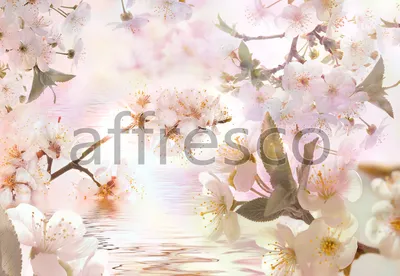 Цветущие ветки сакуры у воды | Цветы | Каталог Affresco