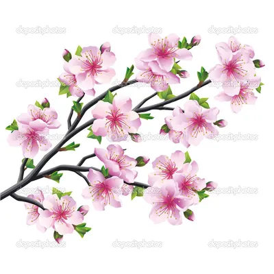 ветка сакуры рисунок: 13 тыс изображений найдено в Яндекс.Картинках |  Cherry blossom drawing, Japanese tree, Cherry blossom