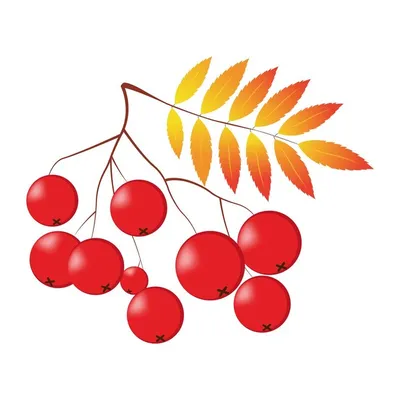 Ветка рябины с листьями и ягодами. осенний дизайн. векторная иллюстрация на  белом фоне. | Премиум векторы