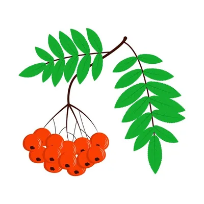 Ветка рябины с листьями и ягодами | Премиум векторы