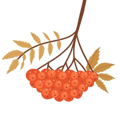 Осенняя ветка рябины с листьями и красными ягодами веточка с осенними  желтыми листьями и осенней рябиной ... | Премиум векторы