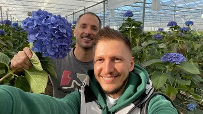 Поїздка в Голландію: екскурсія в теплицю гортензій, цікаві факти про квіти  та корисні поради від голландських садівників