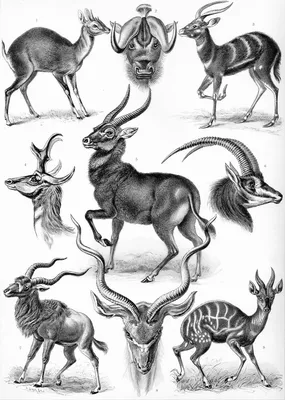 Антилопы — Википедия