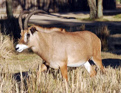 Лошадиные антилопы — Википедия