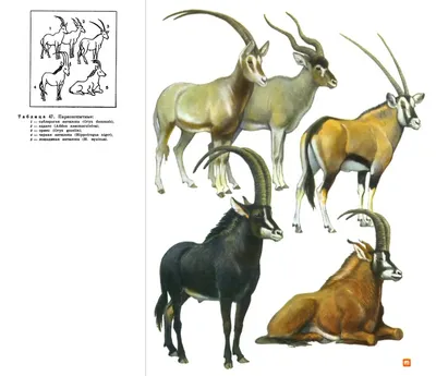 Подсемейство Саблерогие антилопы (Hippotraginae) | это... Что такое  Подсемейство Саблерогие антилопы (Hippotraginae)?