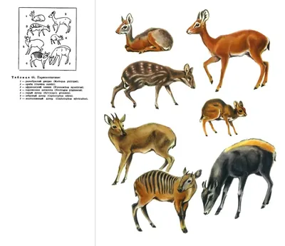 Подсемейство Карликовые антилопы (Neotraginae) | это... Что такое  Подсемейство Карликовые антилопы (Neotraginae)?