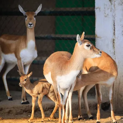 В Ташкентском зоопарке родилась антилопа – видео, фото