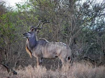 Винторогие антилопы — Википедия