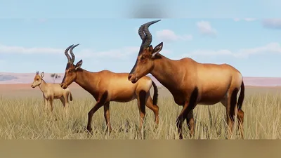 Виды антилоп фото