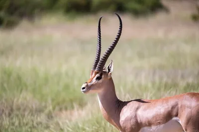 Родные виды антилоп на лугу | Премиум Фото