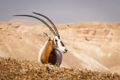 Антилопы тут есть! - LookAtIsrael.com - Увидеть Израиль и не только