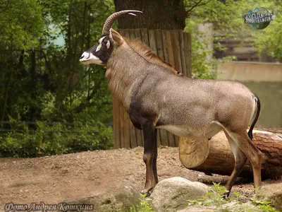 Лошадиная антилопа - Саблерогие антилопы | Некоммерческий  учебно-познавательный интернет-портал Зоогалактика