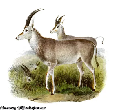 Голубая антилопа - Саблерогие антилопы | Некоммерческий  учебно-познавательный интернет-портал Зоогалактика