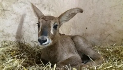 В дортмундском зоопарке родился детеныш исчезающего вида антилоп