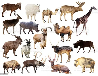 Дзерен: Один из двух видов антилоп в России. Супер выносливые
