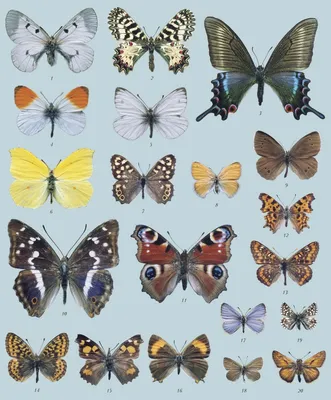 Виды бабочек фото