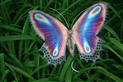 Самые красивые виды бабочек - 82 фото
