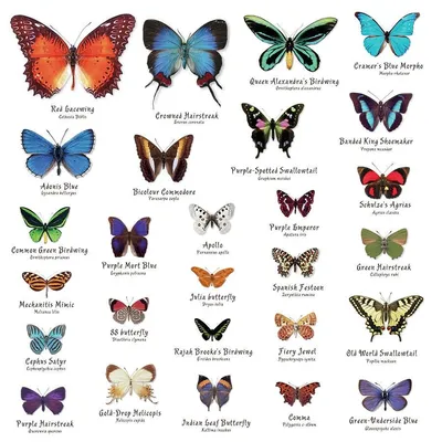 Разновидности бабочек - 77 фото