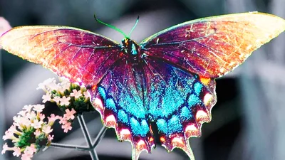 Особенности бабочек — образ жизни и виды | Энциклопедия