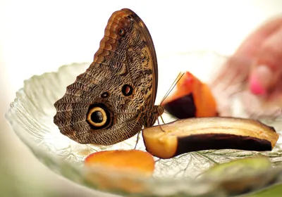 Многие виды бабочек встречаются только в небольших остатках