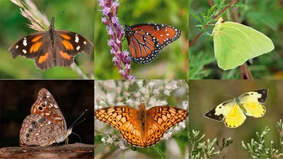 Ученые МАГАТЭ изучили миграцию шести видов бабочек с помощью изотопа  дейтерия | Атомная энергия 2.0