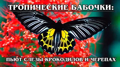 ТРОПИЧЕСКИЕ БАБОЧКИ: Самые красивые виды тропический бабочек | Интересные  факты про бабочек - YouTube