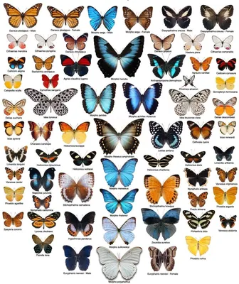 Библис бабочка - 69 фото