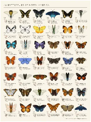 Фото Иллюстрация 42 видов бабочек Северной Америки, автор Eleanor Lutz