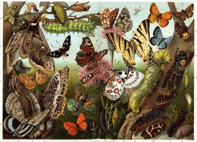 Бабочки Нижегородской области — Butterflies and moths of Nizhny Novgorod  Oblast