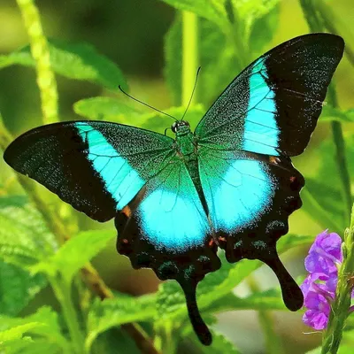 Самые красивые и удивительные бабочки мира | 9ox.ru