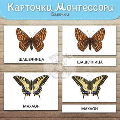 Карточки Монтессори – Бабочки