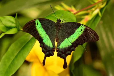 Радужные крылья: какие бабочки самые красивые? | Животные | ШколаЖизни.ру