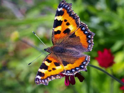 Самые заметные бабочки средней полосы России. Описание и фото — Ботаничка